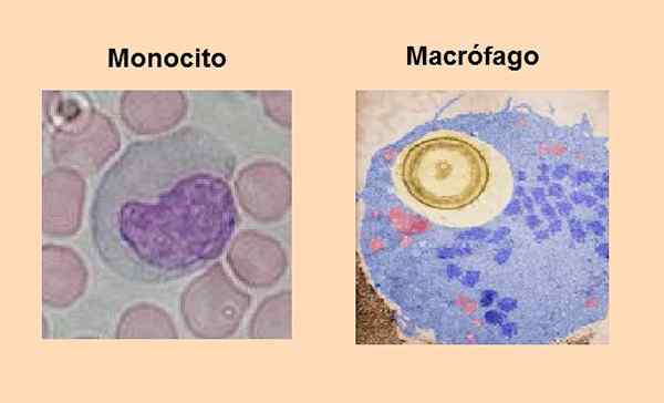 Monozytopoese -Stufen, Eigenschaften, Regulierung