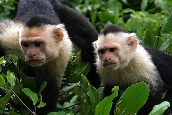 Capuchin -apor egenskaper, livsmiljö, arter