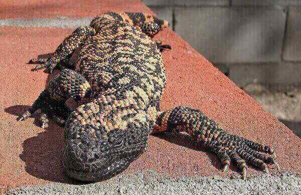 Karakteristik Gila Monster, Habitat, Reproduksi, Makanan