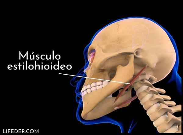 Origine muscolare in stile stile, inserimento, relazioni, funzioni