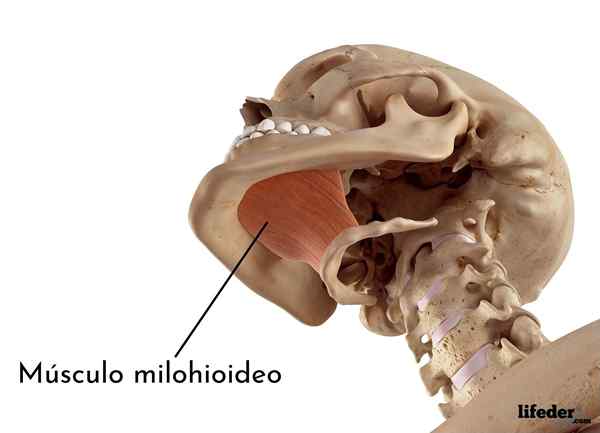 Milohioid Mięsień