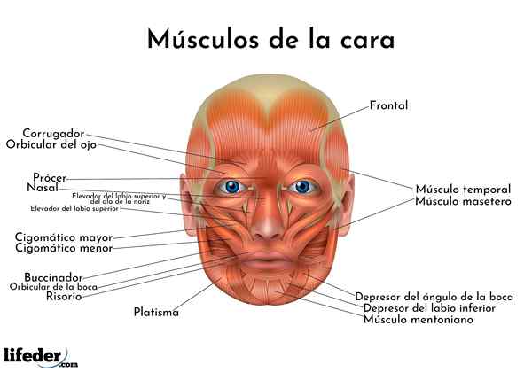 Músculos do rosto