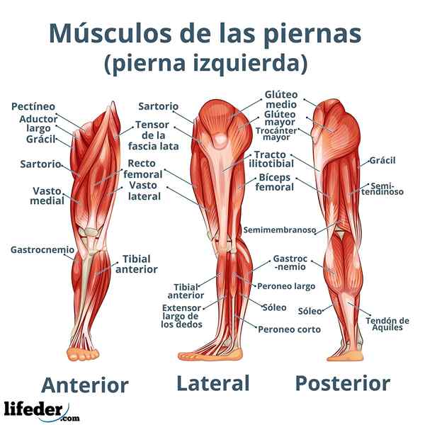 Músculos das pernas