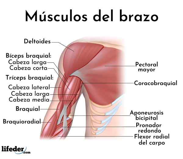 Muscles des bras et de l'avant-bras