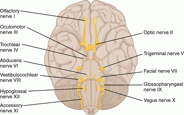 Abducen nerv vad är, anatomiska relationer, församling