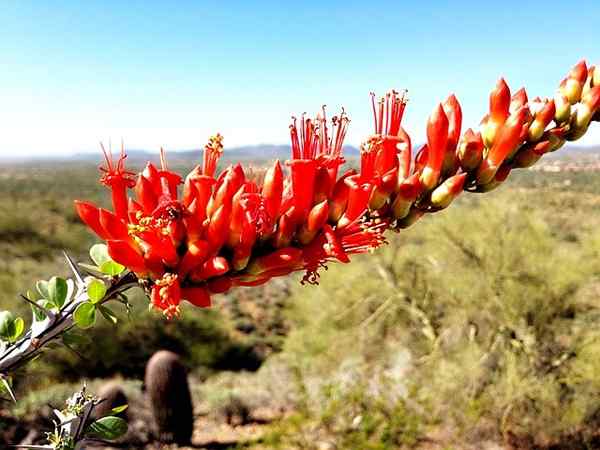 Opotillo -ominaisuudet, elinympäristö, ominaisuudet ja tuholaiset