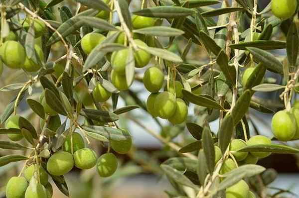 Karakteristik zaitun, habitat, sifat, varietas