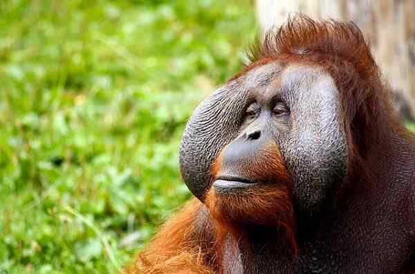 Caractéristiques, habitat, aliments et comportements de l'orang-outan