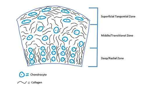 Endochondrale Ossifikationshistologie und -prozess