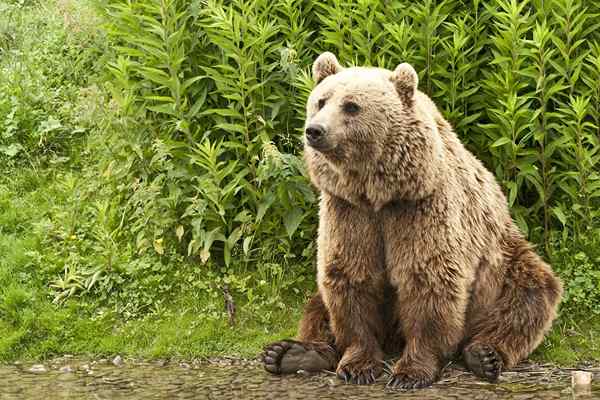 Kodiak tem características, habitat, comida, comportamento