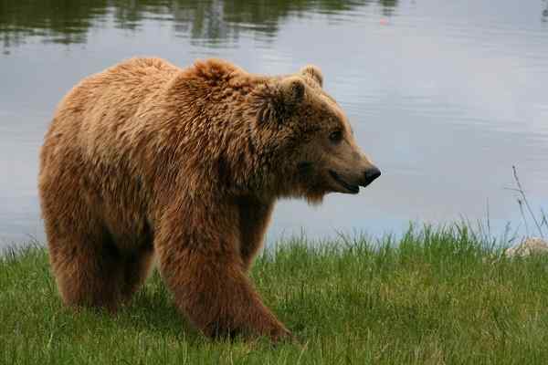 Caratteristiche dell'orso marrone, habitat, riproduzione, comportamento