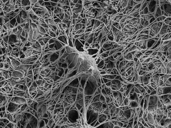 Ostéocytes, caractéristiques et fonctions de formation