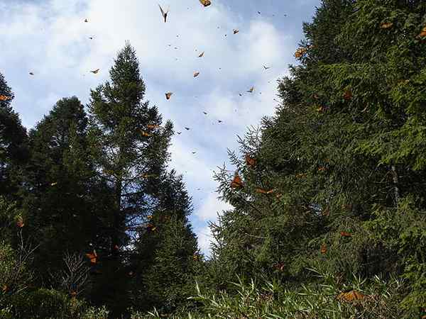 Oyamel Características, habitat e distribuição, usa