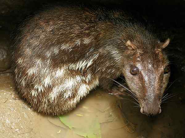 Características PACA comuns, habitat, reprodução, alimentos