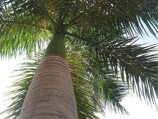 Caractéristiques de la palmier réelles, habitat, utilisations, soins