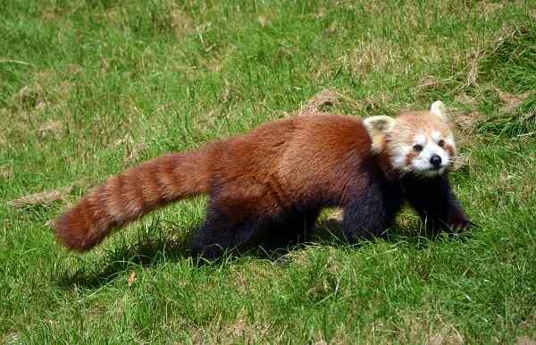 Ciri Panda Merah, Habitat, Makanan, Pembiakan