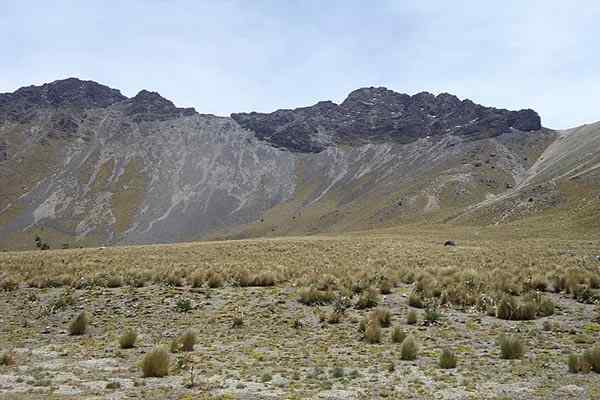 Grassmark i Mexico -egenskaper, beliggenhet, flora, fauna