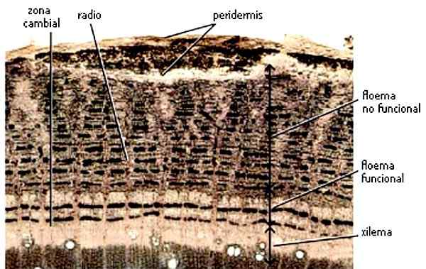 Características da peridermis, funções, treinamento