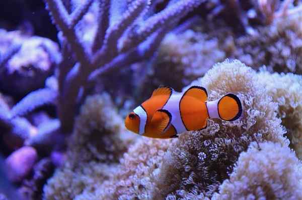 Clownfish -egenskaper, livsmiljö, mat, beteende