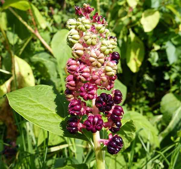 Phytolacca -kenmerken, medicinaal gebruik, representatieve soorten