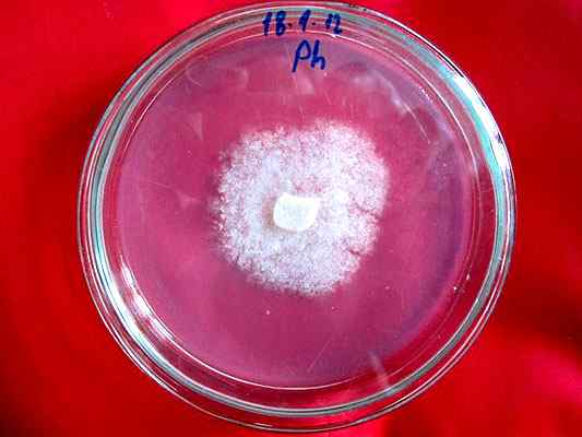 Značilnosti Phytophthora, vrste, razmnoževanje, prehrana