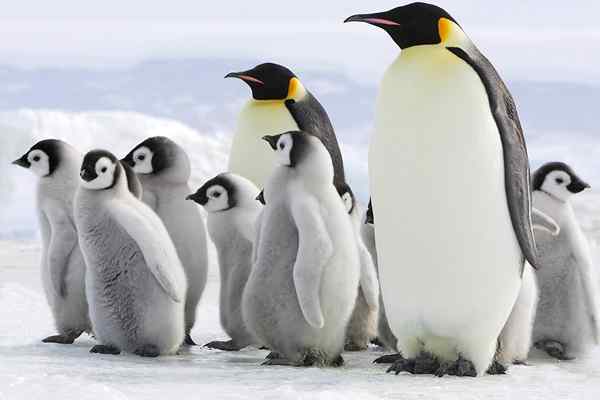 Keizer Penguin -kenmerken, habitat, reproductie, voeding