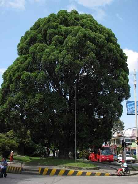 Colombiaanse dennenkenmerken, habitat, reproductie en gebruik