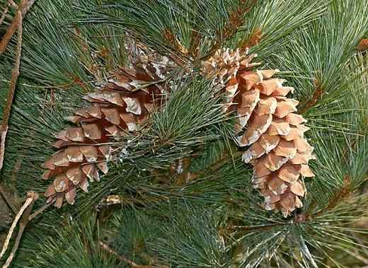 Ciri -ciri Pinus Ayacahuite, Habitat, Penjagaan, Perosak