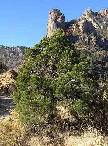 Pinus Cembroide Eigenschaften, Lebensraum, Verwendungen und Krankheiten