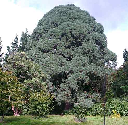 Charakteristiky Pinus Montezume, biotop, taxonómia, použitia