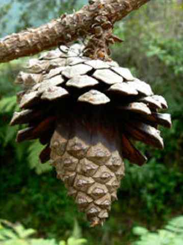 Pinus orrocpa -Eigenschaften, Lebensraum, Verwendungszwecke und Kultivierung