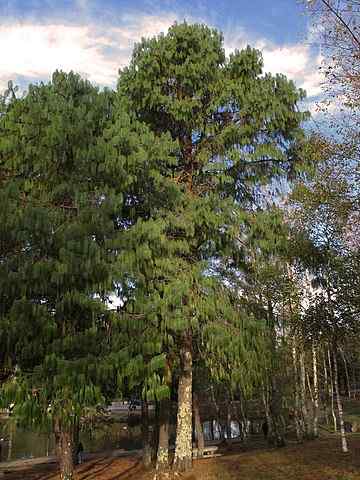 Charakteristiky Pinus Patula, biotop, taxonómia, použitia, škodcovia
