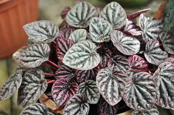 Piperaceae Charakterystyka, dystrybucja i siedlisko, przykłady