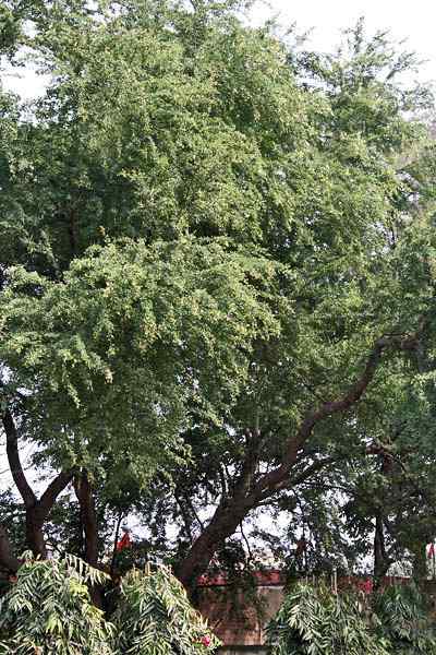 Sladké charakteristiky Pithecellobium, biotop, vlastnosti