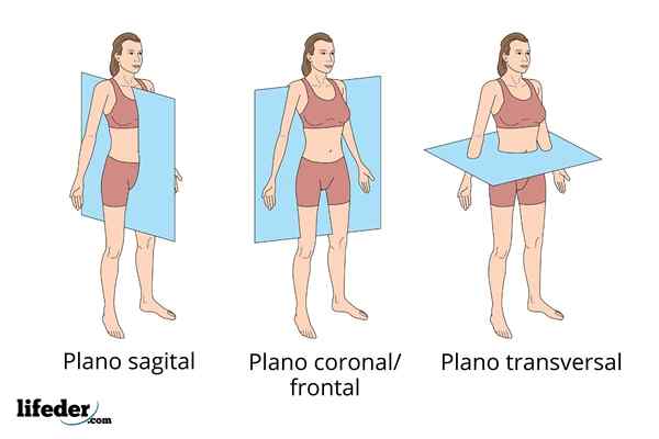 Plan sagittal