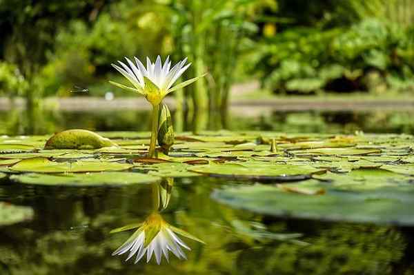 Características de plantas aquáticas, classificação e espécie