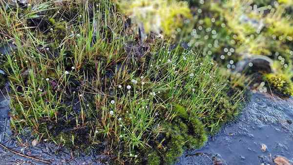 Caractéristiques, types et espèces des plantes non vasculaires