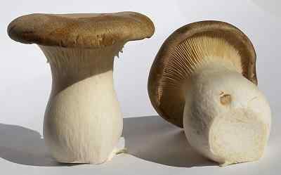 Pleurotus eryngii Charakteristiky, biotop, kultivácia a vlastnosti