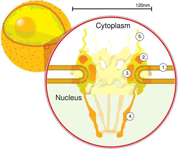 Características de poros nucleares, funções, componentes