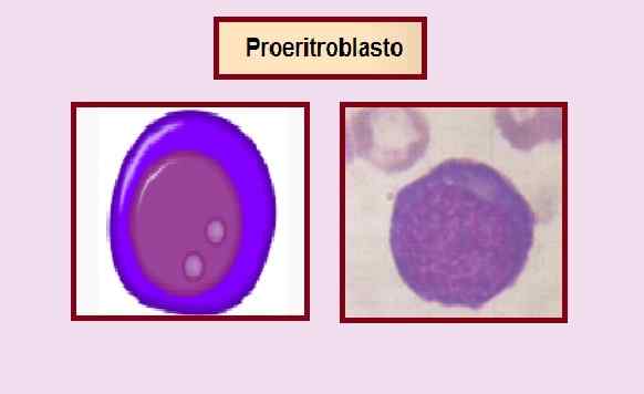 Proeritroblastegenskaper, morfologi, regulering, farging