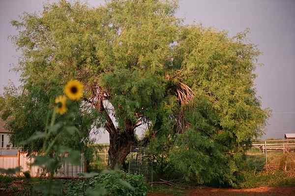 Características Glandulous Prosopis, Habitat, Properties