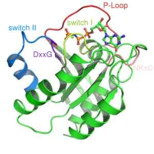 Proteine ​​G -Struktur, Typen und Funktionen