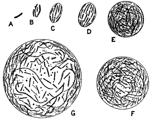 Caractéristiques de Proteus vulgaris, morphologie, contagion, symptômes