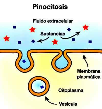 Protozoa -kenmerken, classificatie, reproductie, voeding