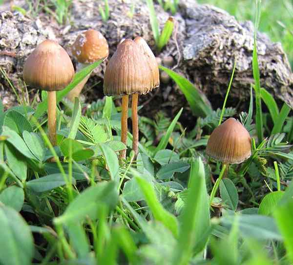 Psilocybe Mexicana -kenmerken, habitat, gewas en efeets