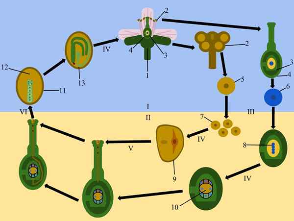 Qu'est-ce que la double fertilisation? (Description)