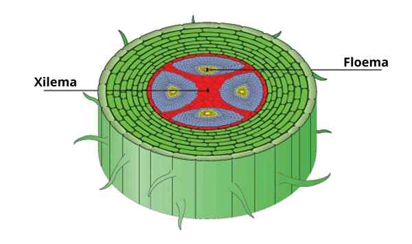 Hva er xylem og floem?