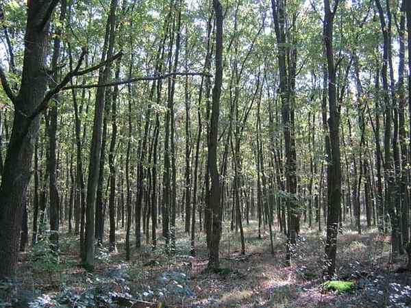 Crassipe di Quercus Caratteristiche, habitat, usi