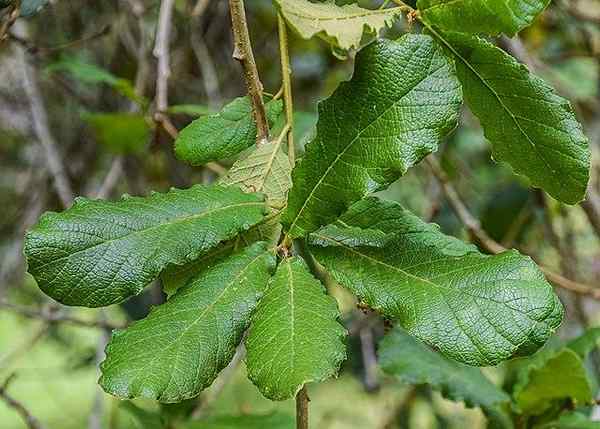 Značilnosti rugosa Quarcus, habitat, razmnoževanje in uporabe