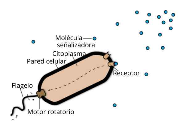 Chemiotaxia